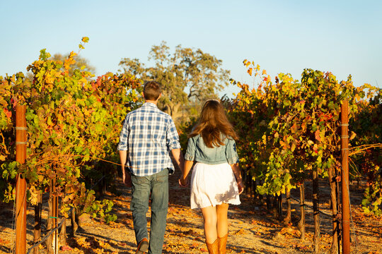 Young Male and Female couple walking through the romantic, sun drenched vineyard in autumn holding hands at sunset