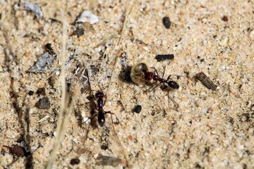 Meat Ant (Iridomyrmex purpureus) carrying prey to nest, South Australia