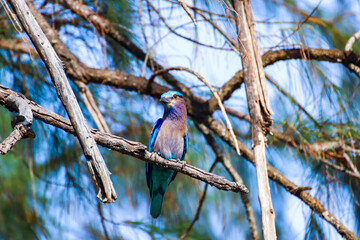 bird on a branch