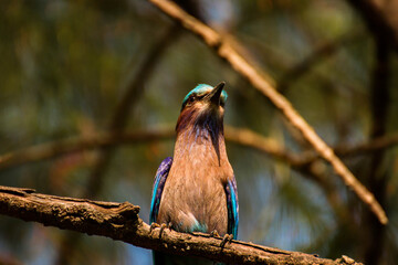 blue bird on a tree