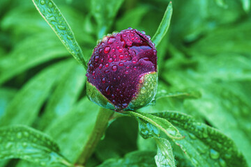 Single burgundy red peony bud in water drops on rainy day © Enso