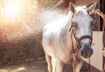 Beautiful white horse taking a bath on a sunny day