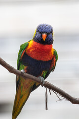Colorful Lorikeet in zoo