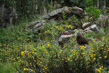 Marmot on Hike to Maroon Bells in Aspen Colorado, Wildlife of Aspen, CO
