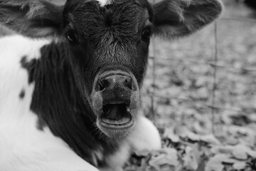 Baby cow yawn close up shows sleepy calf in black and white, tired animal on farm.