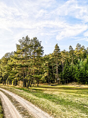 walks through the woods, beautiful nature in summer