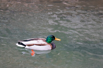 Duck Swimming in Colorado Springs Colorado