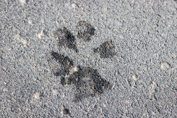 Abdruck einer Hundepfote auf dem Asphalt