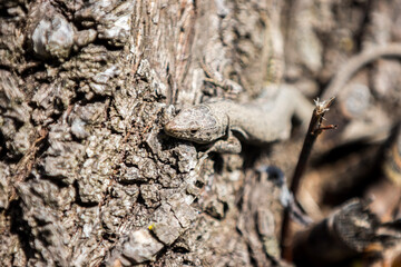 Eidechse auf einem Baum