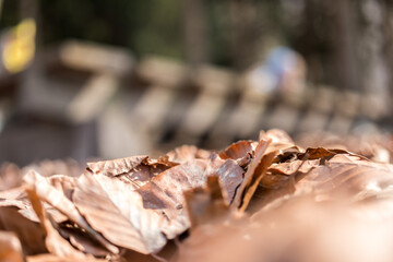 Herbstlaub am Boden im Wald