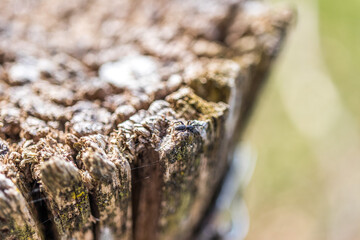 Nahaufnahme von Holz