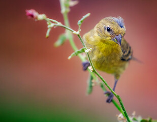 Bird Background for screen or print