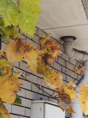 役目を終えたブドウ
