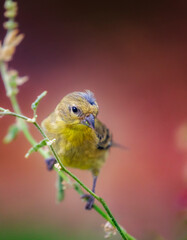 Obraz premium Bird Background for screen or print