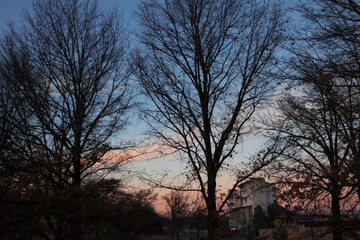 Fototapeta na wymiar Kansas Trees During Sunset