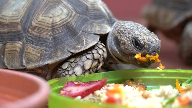 Tortuga comiendo vegetales frutas zapallo primer plano lindo fauna