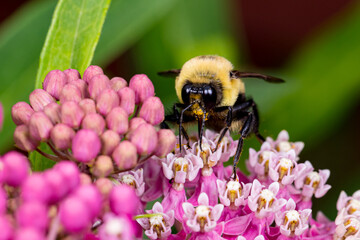 Closeup of common Eastern Bumble Bee on swamp milkweed wildflower. Concept of insect and wildlife conservation, habitat preservation, and backyard flower garden