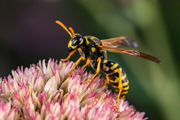 Closeup of European Paper Wasp feeding on nectar from Sedum plant. Concept of insect and wildlife conservation, habitat preservation, and backyard flower garden