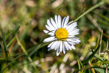 Fototapeta premium Gänseblümchen auf einer Wiese