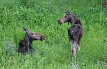 Mother Moose and Baby in Grand Teton National Park Wyoming