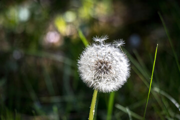 Löwenzahn mit kleinen Teilen, welche wegfliegen