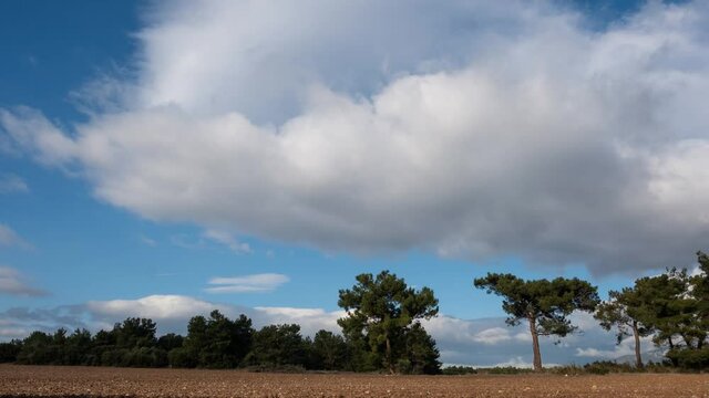 Time Lapse Video of Clouds Floating Above the Trees