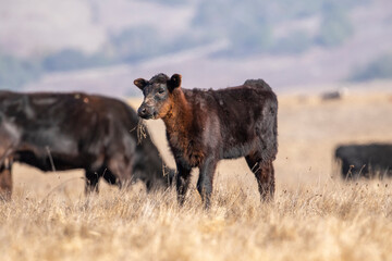 Baby Cow in Pasture off Coast of California, California Cattle Herd, Baby Cow Portrait