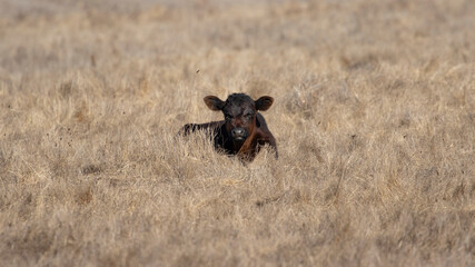 Baby Cow Laying Down, Cow in a Field, California Cattle in Heat