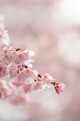 雨に濡れて花びらにしずくをつけているしだれ桜です