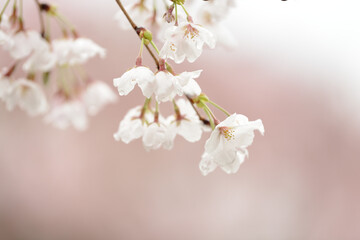 雨に濡れて花びらにしずくをつけているしだれ桜です