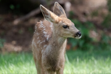 Deer in Sunriver Oregon, Baby Deer Outside of Bend Oregon