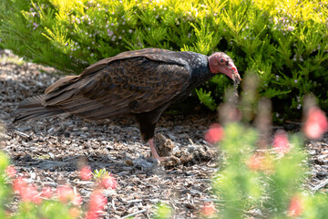 Vulture Eating Dead Rabbit, San Luis Obispo California Wildlife, California Birds of Prey