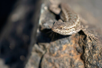 Blue Belly Lizard on Central Coast of California, San Luis Obispo Wildlife, California Lizards