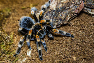 A huge spider,Red-Legged Costa Rican Tarantula (the biggest tarantula in the world). Largest spider in terms of leg-span is the giant huntsman spider. Females can live up to 25 years