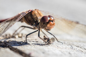 Nahaufnahme einer Libelle, welche eine Fliege isst