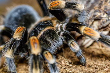 Closeup female of Spider Tarantula (Lasiodora parahybana) in threatening position. Largest spider in terms of leg-span is the giant huntsman spider.