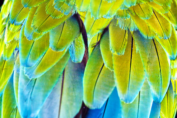 Fototapeta premium Macaw wings. Thé stunning beauty of nature.Vivid, intensive blue and yellow colored feather structure of large amazonian Scarlet Macaw parrot, Wildlife photography,