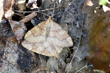 ナカモンキナミシャクの交尾（北海道・旭川）
