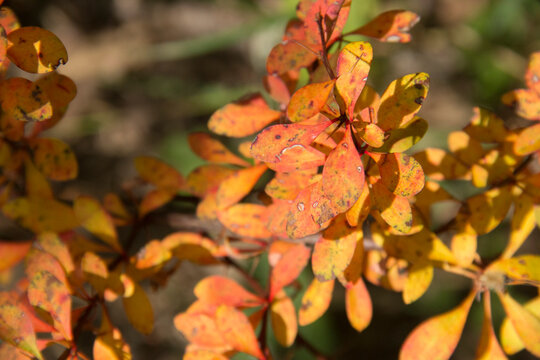 Fall Colors