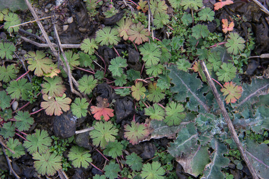 Fall Ground Cover