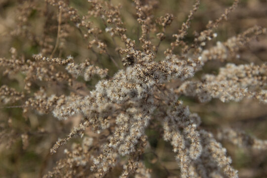 Goldenrod Closeup