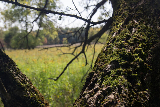 Mossy Tree