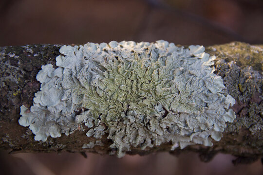 Large Lichen