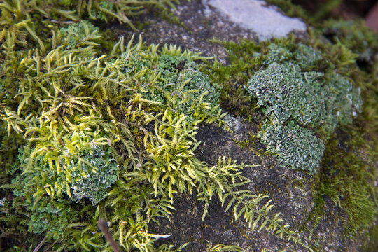 Spreading Moss