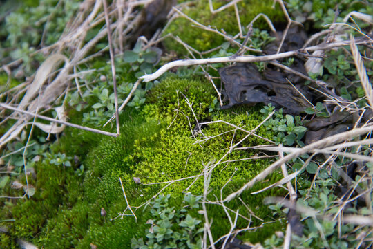 Lush Moss