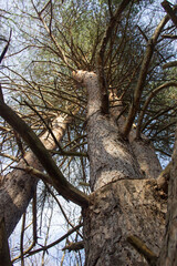 Up Through the Pines