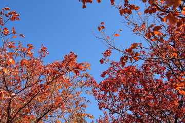 Beautiful and colorful autumn scenery: red, green, yellow, orange.