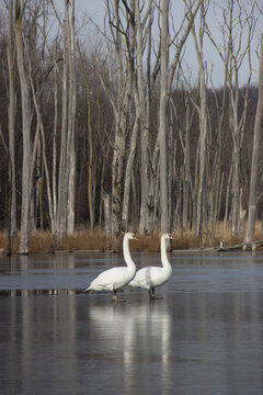 Winter Swans
