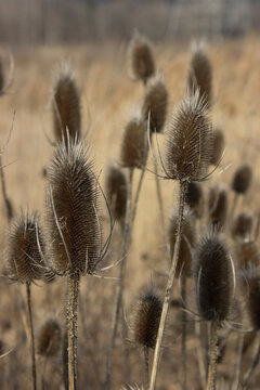 Teasel