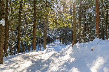 Sunlit path through snow-covered trees